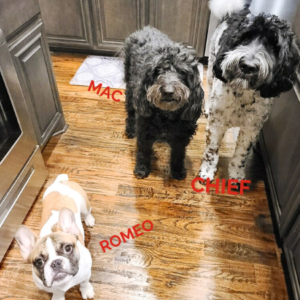 Mac, Chief and Romeo